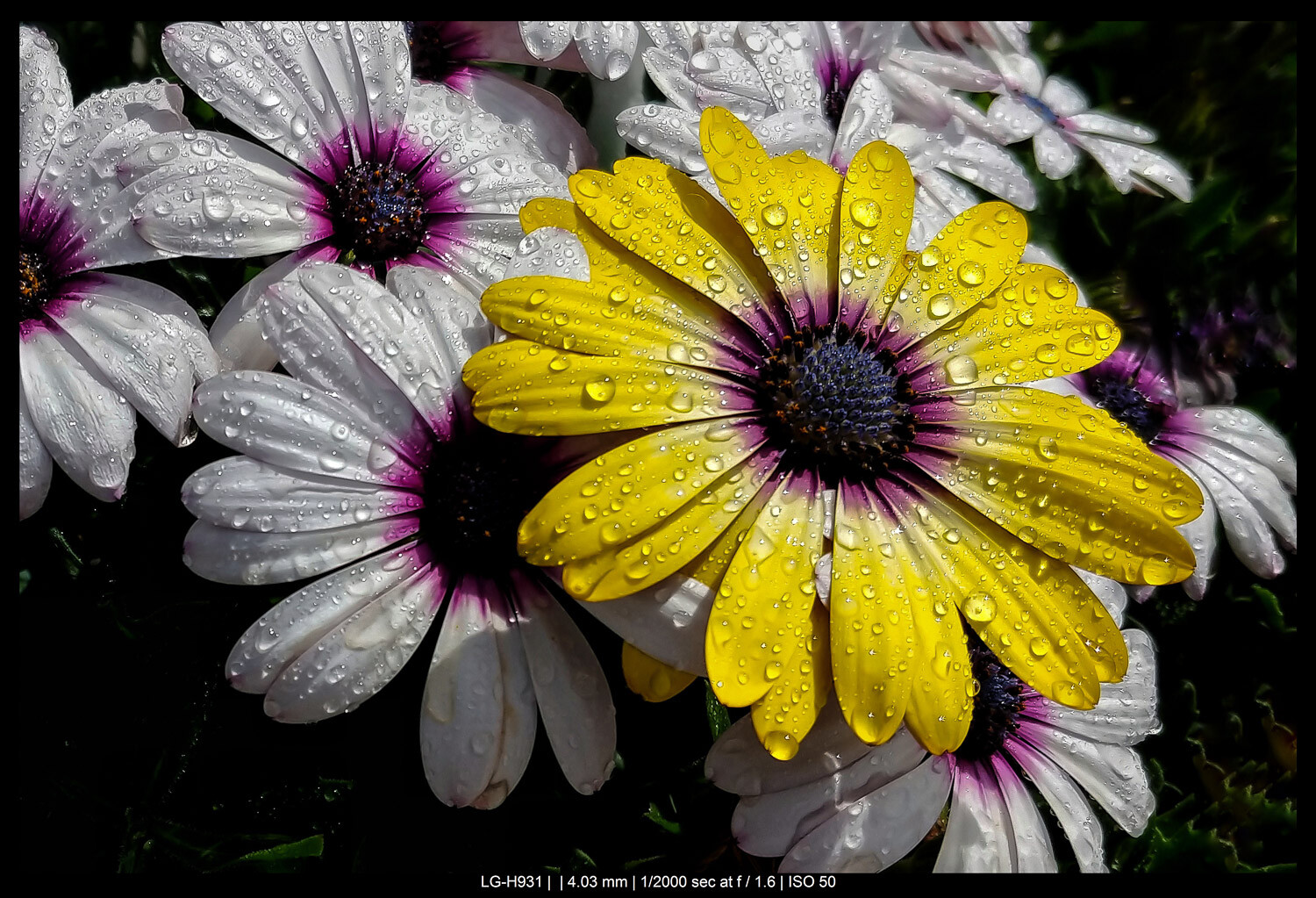 flowers with water droplets