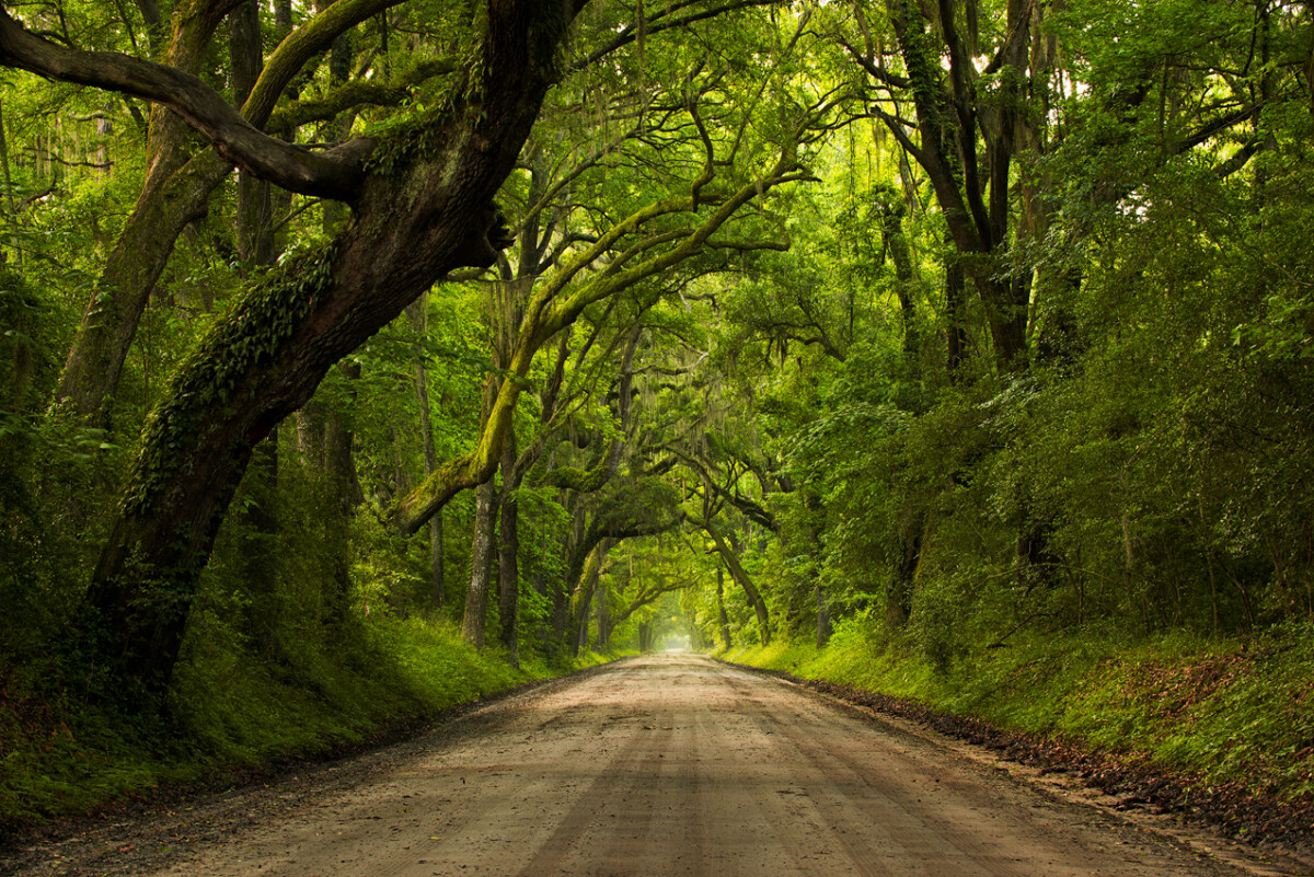 road with big trees arching over - 4 Reasons Why You Aren&rsquo;t Getting Sharp Images