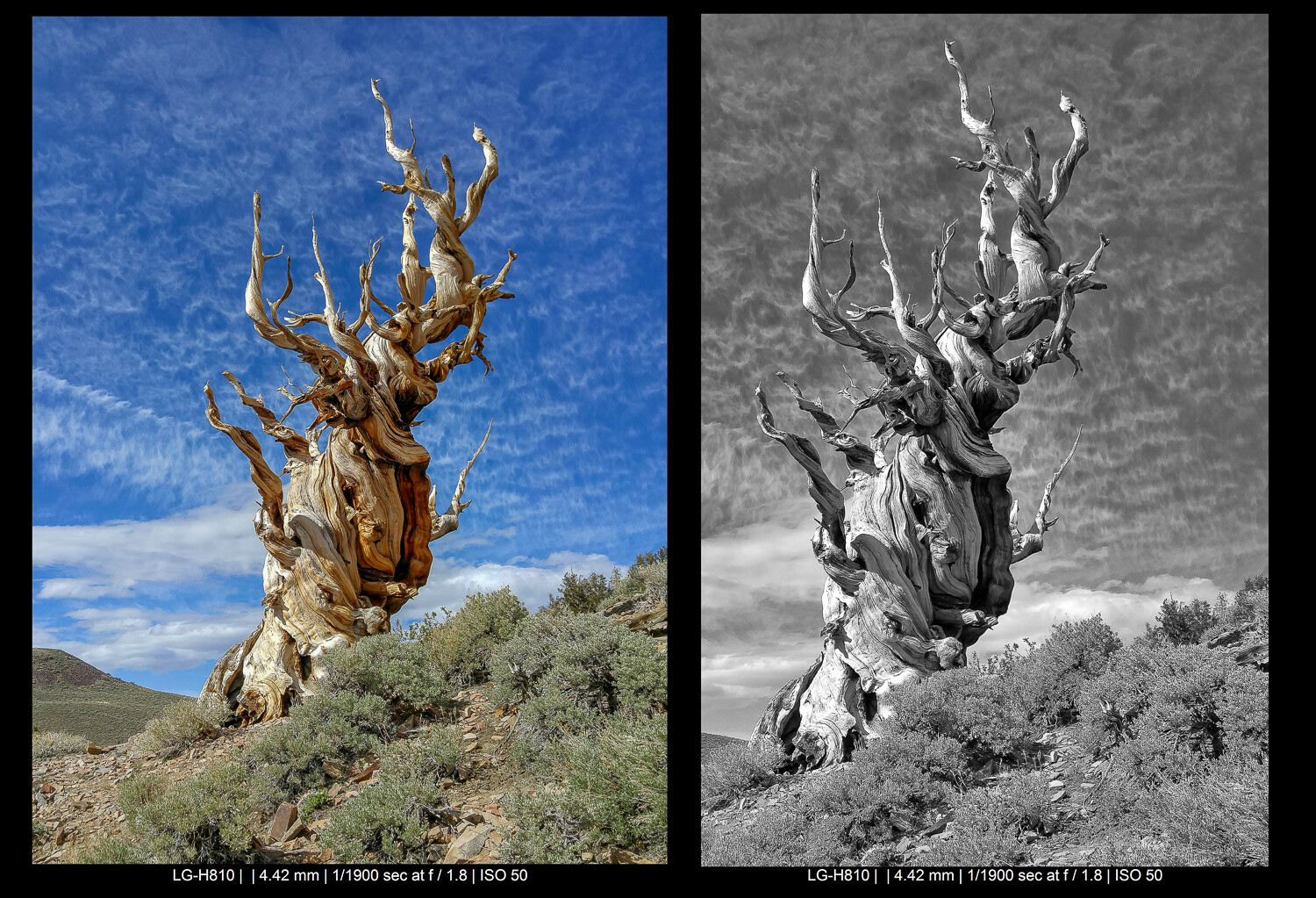 bristlecone pines in California smartphone landscape photography