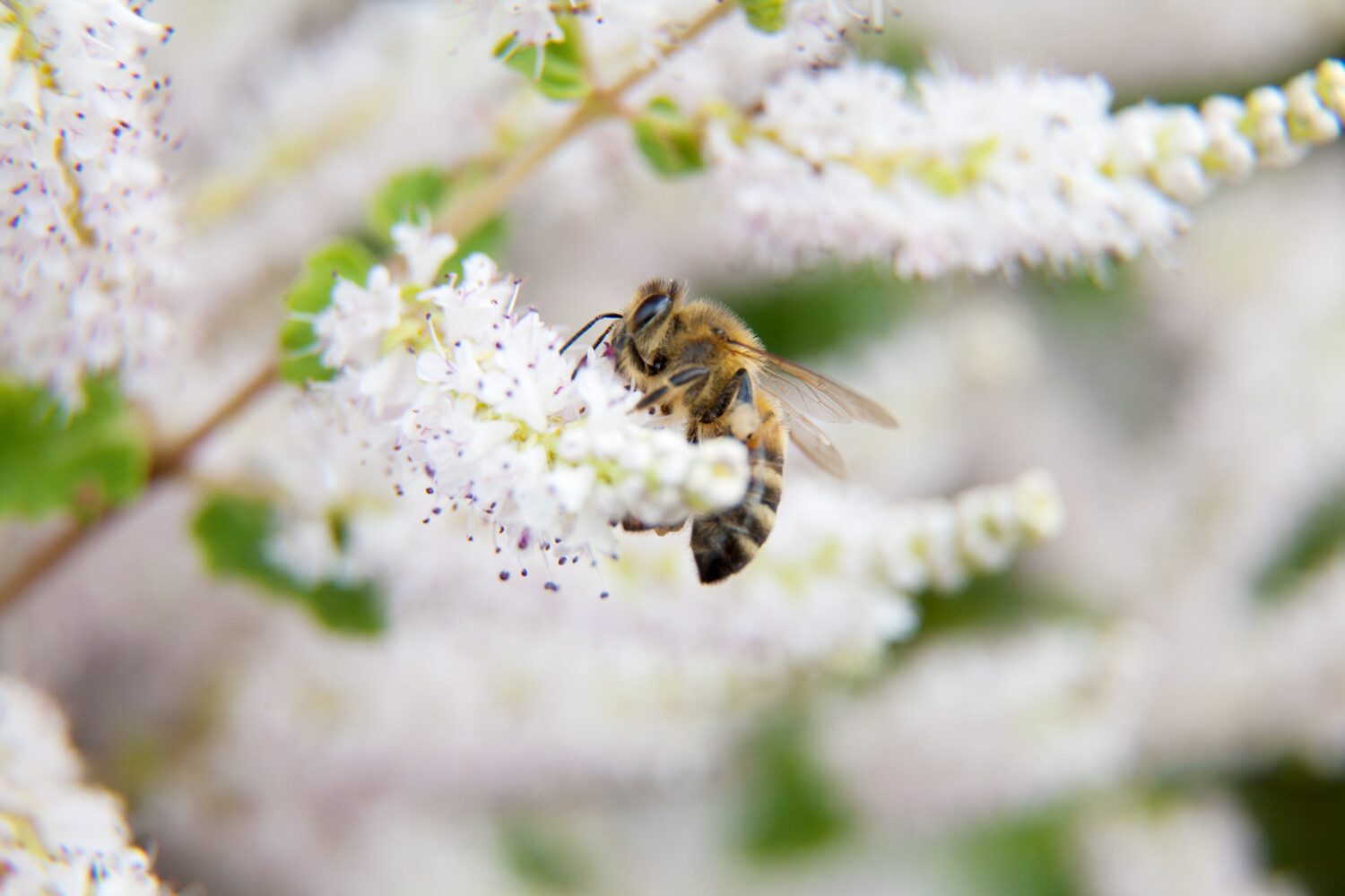 Burst mode photo bee on a flower