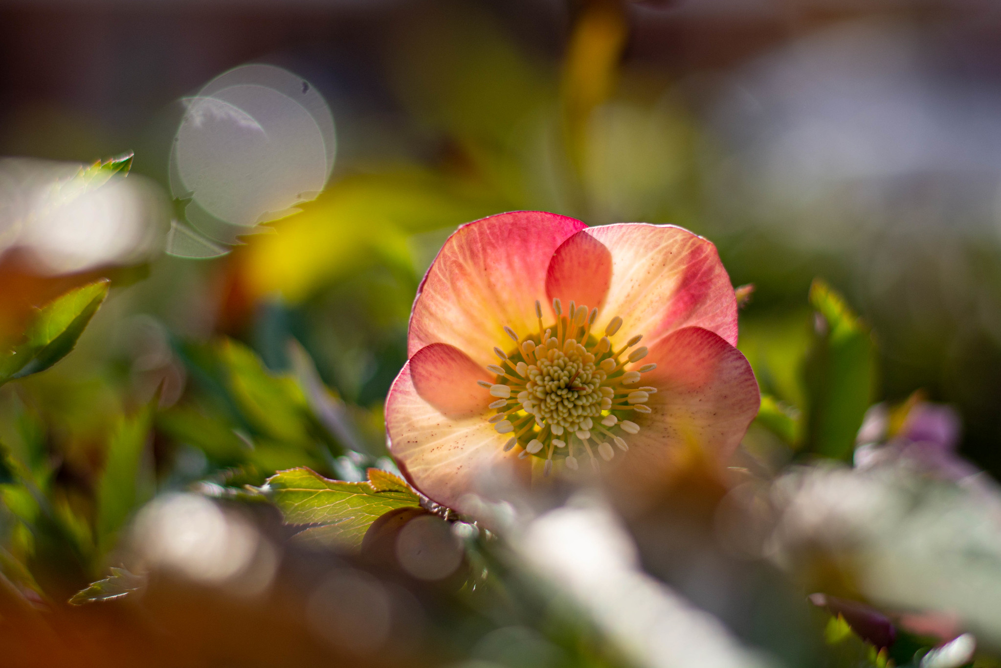 why dedicated cameras are better than smartphones-flower-bokeh