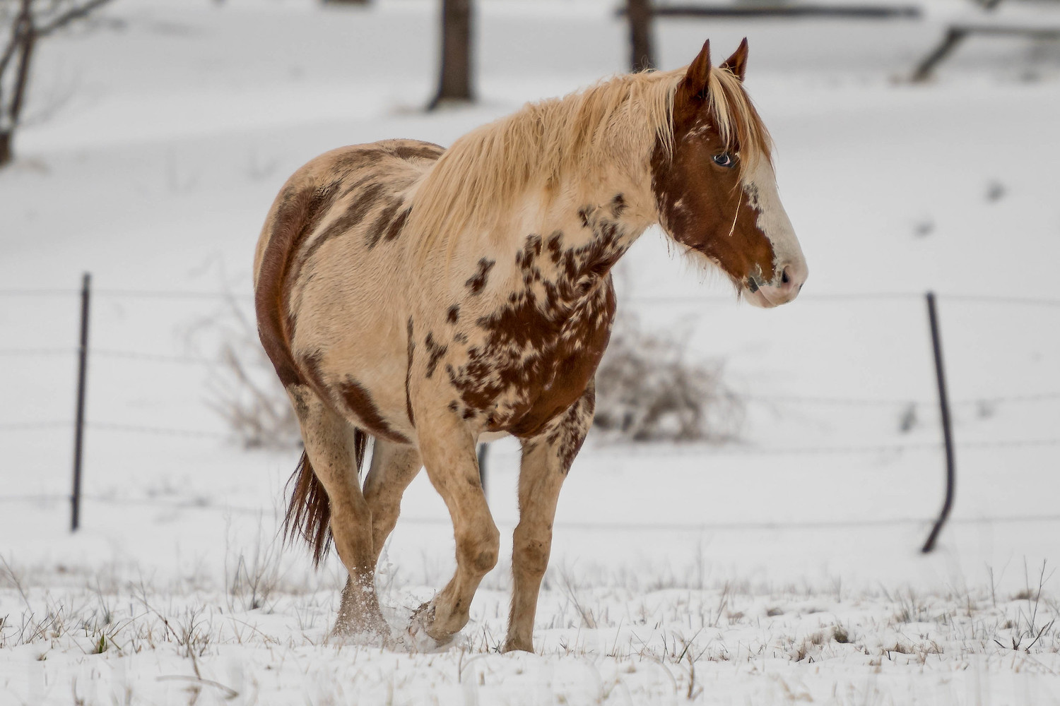 why dedicated cameras are better than smartphones-horse