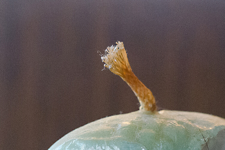 Image: ISO 5000 at 100% crop. Notice the presence of heavy noise (grain) in this image compared to t...