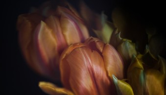 The Art of Freelensing for Creative Photography