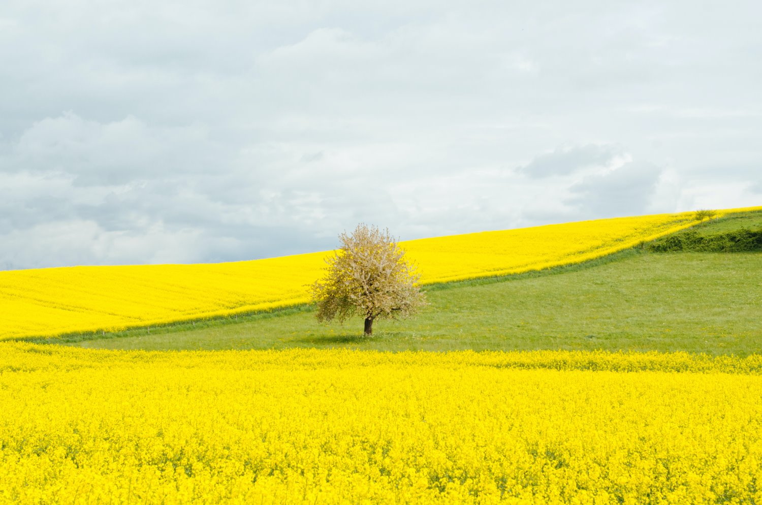 tree in a field landscape photography
