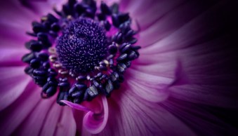 Review: Struman Lenses for Mobile Phones