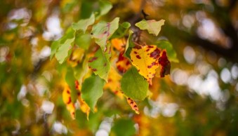 Mastering and Sharing One-Click Presets in Luminar