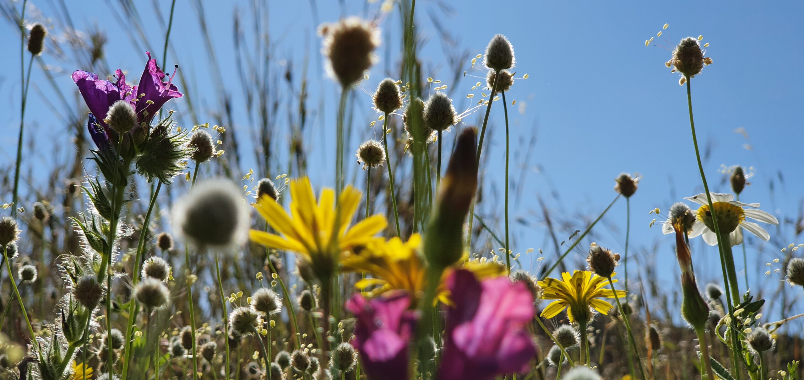 flowers against a blue sky phone photography ideas