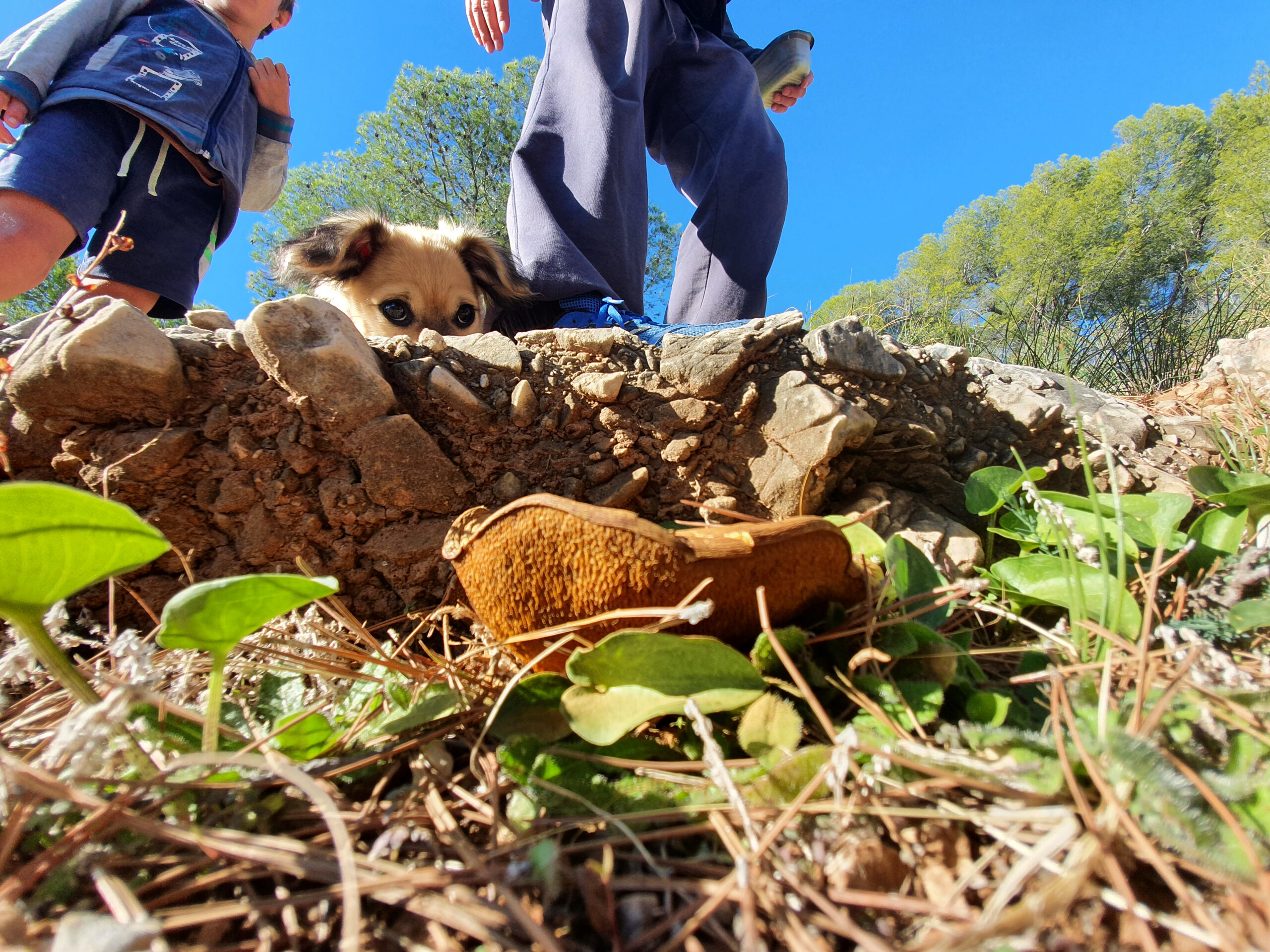 dog looking over a ridge
