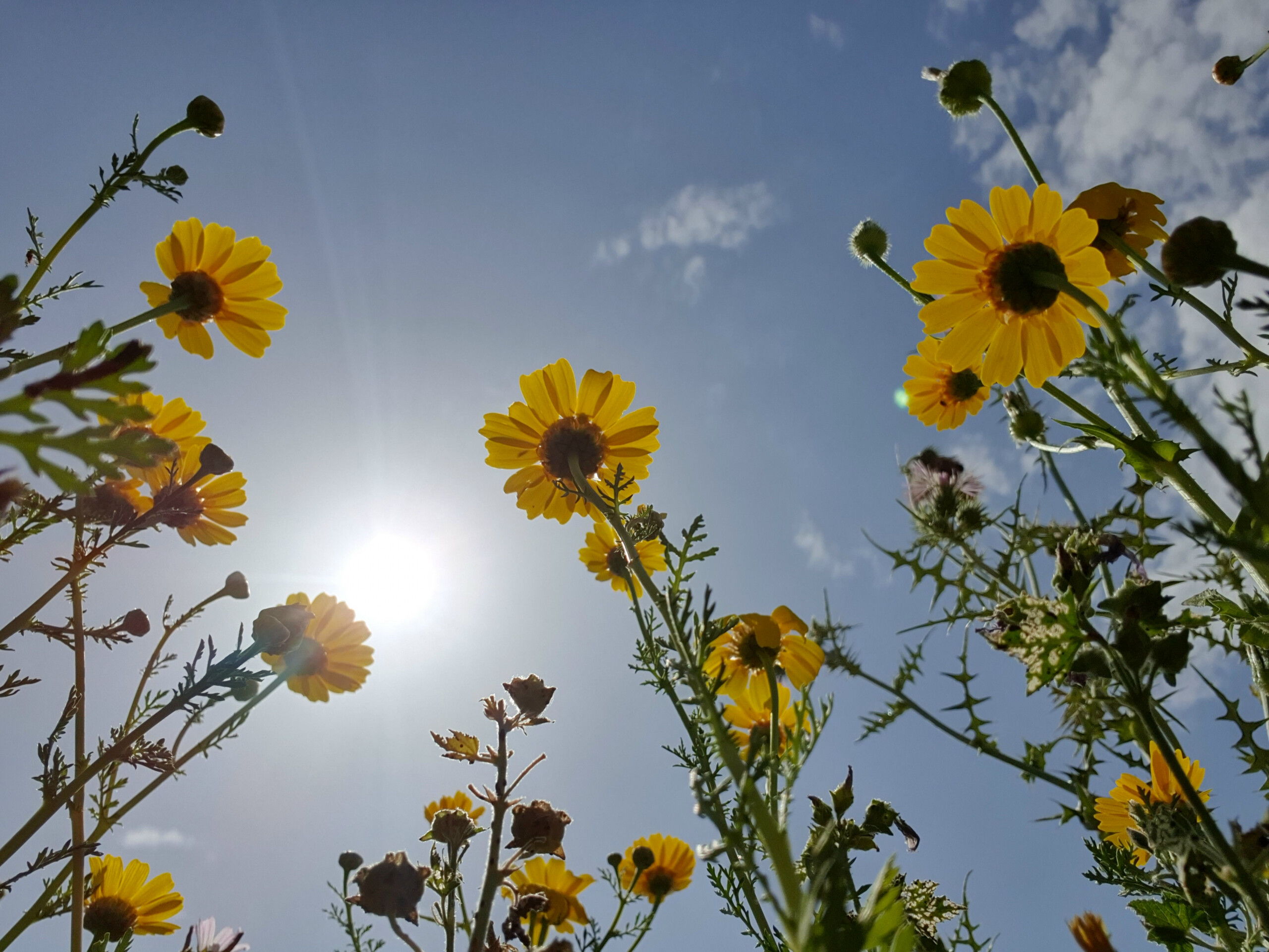 looking up at flowers phone photography idea