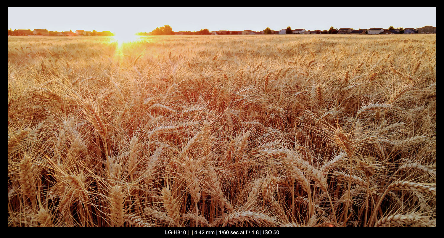 wheat field at sunset smartphone landscape photography